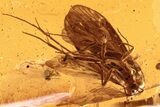 Fossil Caddisfly, Mite, Winged Aphid, and Gall Midge In Baltic Amber #288659-1